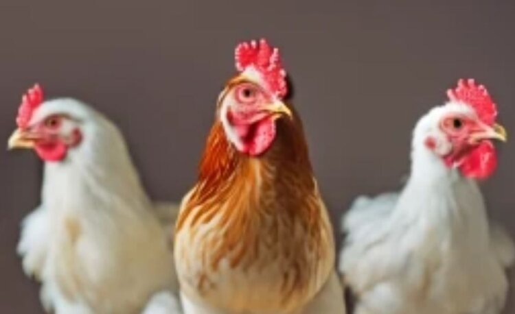    Фото: Медведева Анна, AgroXXI.ru