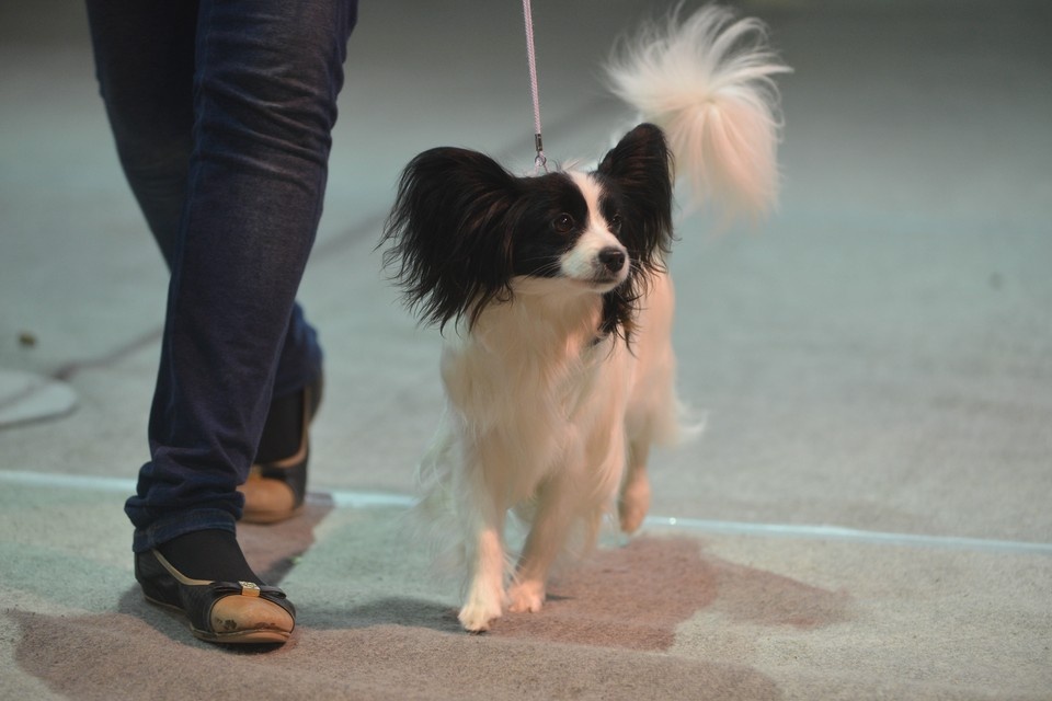    После инцидента с собакой сеть пиццерий в соцсетях завалили гневными комментариями Дмитрий АХМАДУЛЛИН