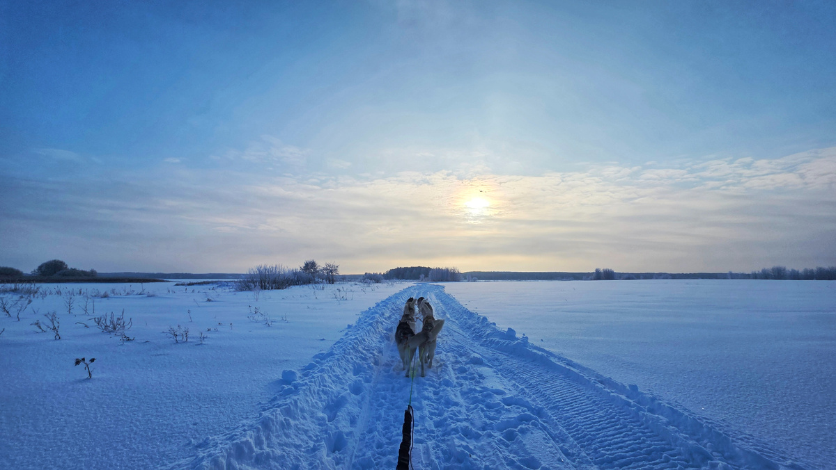 10 собак в упряжке 🔥