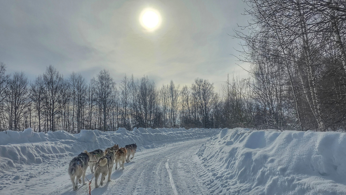 Шестёрка по автомобильной дороге. Удержать бОльшее количество собак в лёгкой нарте по твёрдой трассе - мне очень сложно физически 