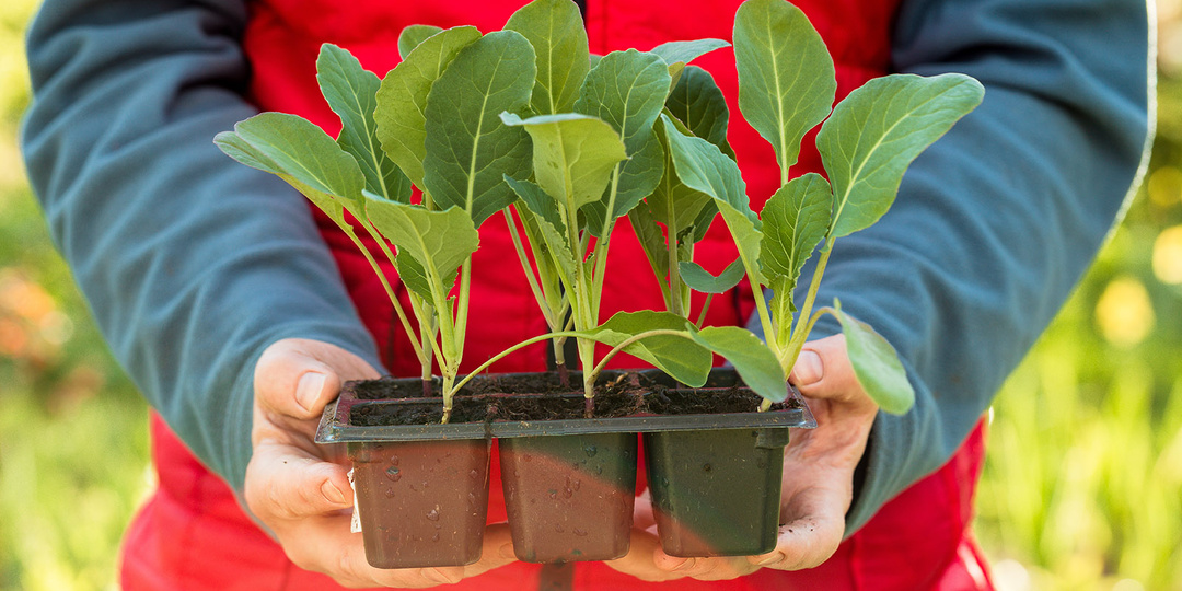 Лунный посевной календарь на март 2026 для садоводов и огородников