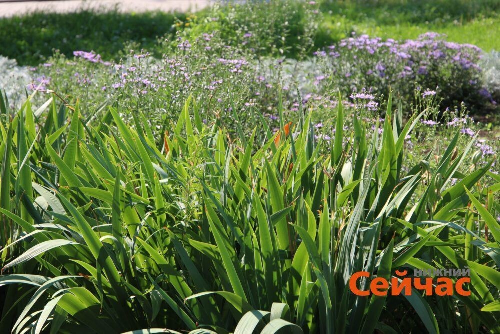    Фото: ИА "Нижний сейчас" Редакция nn-now