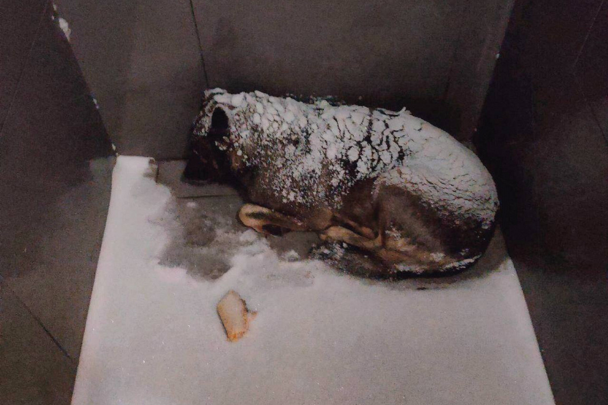 Фото: © t.me/achnov