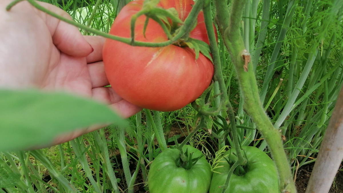 Один помидор весит в три раза больше, чем дневная норма с пяти кустов