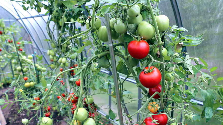 Урожайные сорта томатов