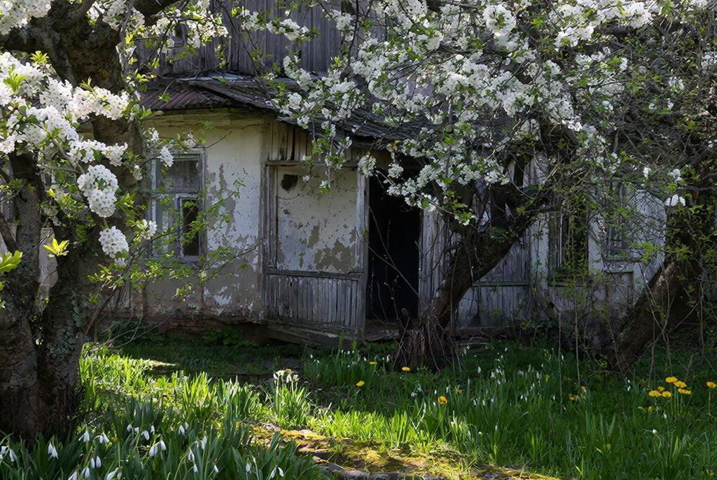 Сад вокруг дома был старый и неухоженный, хотя, некоторые деревья еще плодоносили