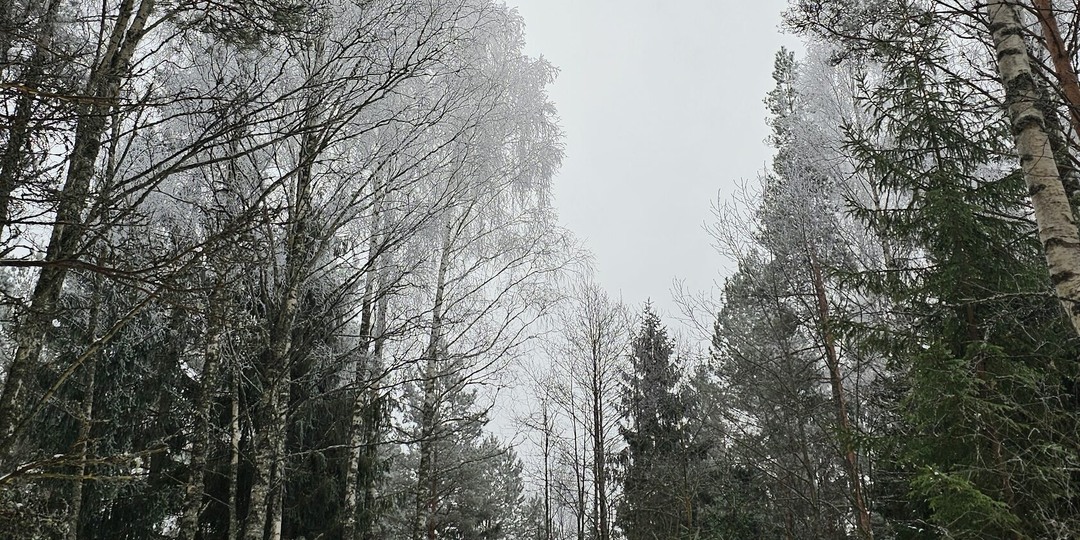 Исцеляющий контакт живого с живым. НЛП Тренер, живущая в лесу