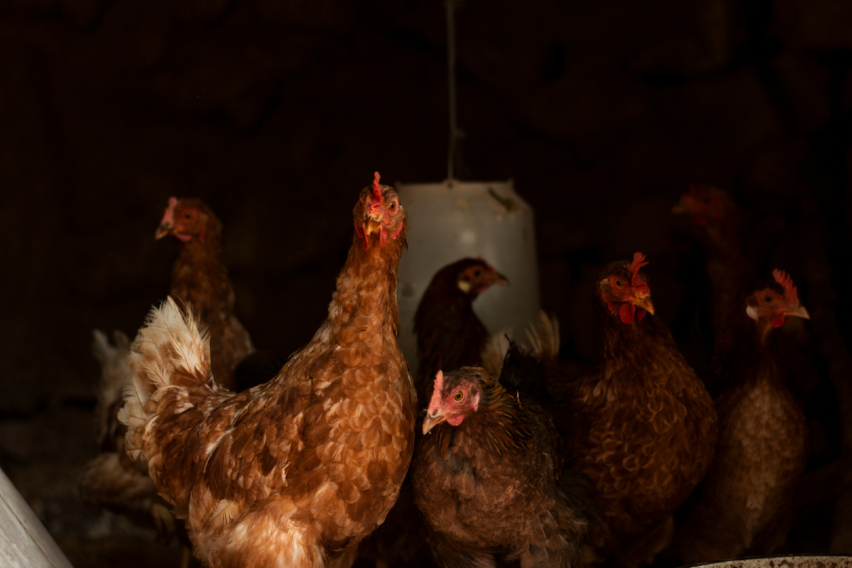 Курицы на производстве