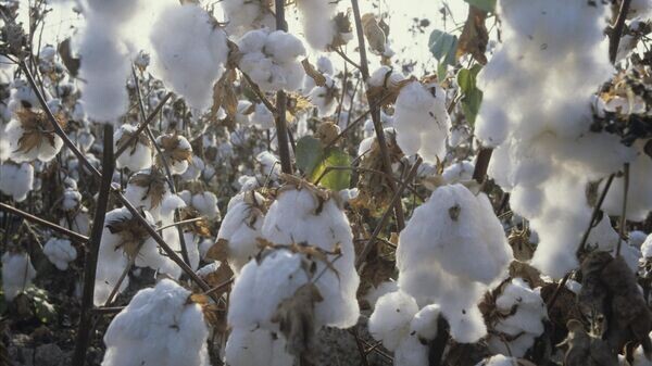    © Sputnik / Всеволод Тарасевич