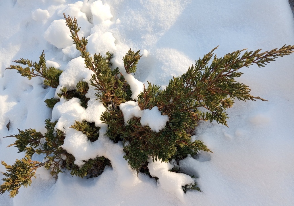  Можжевельник под снегом