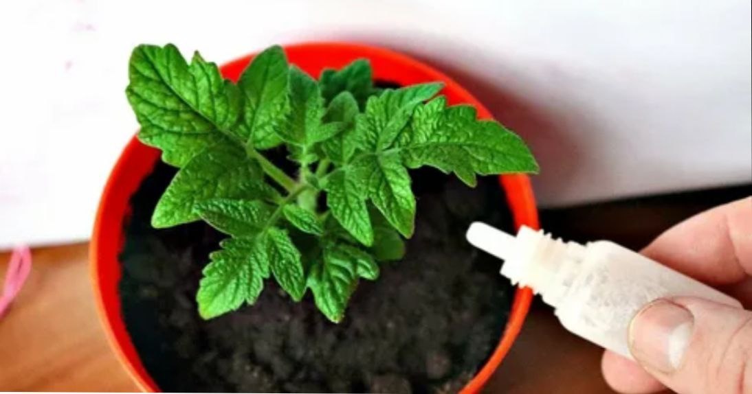 Подкормка томатов