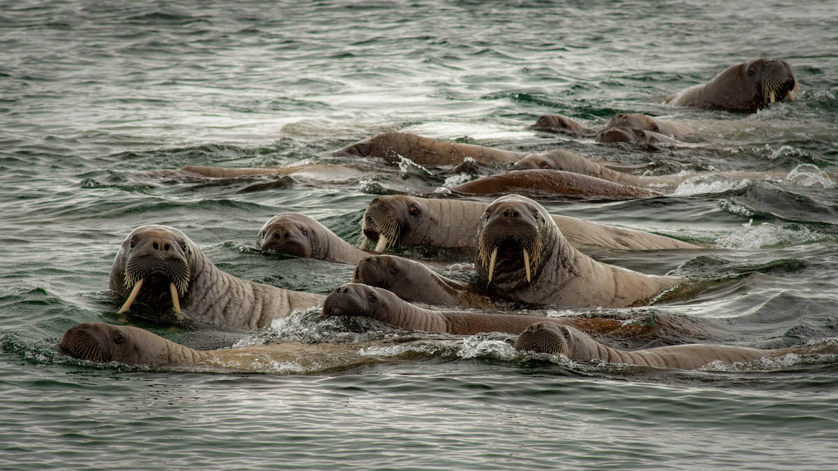 Фото: Александр Романовский. Источник: Фотобанк ПОРА