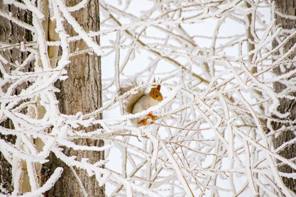    Зима. Снег. Погода.. Источник: Виталий Барабаш