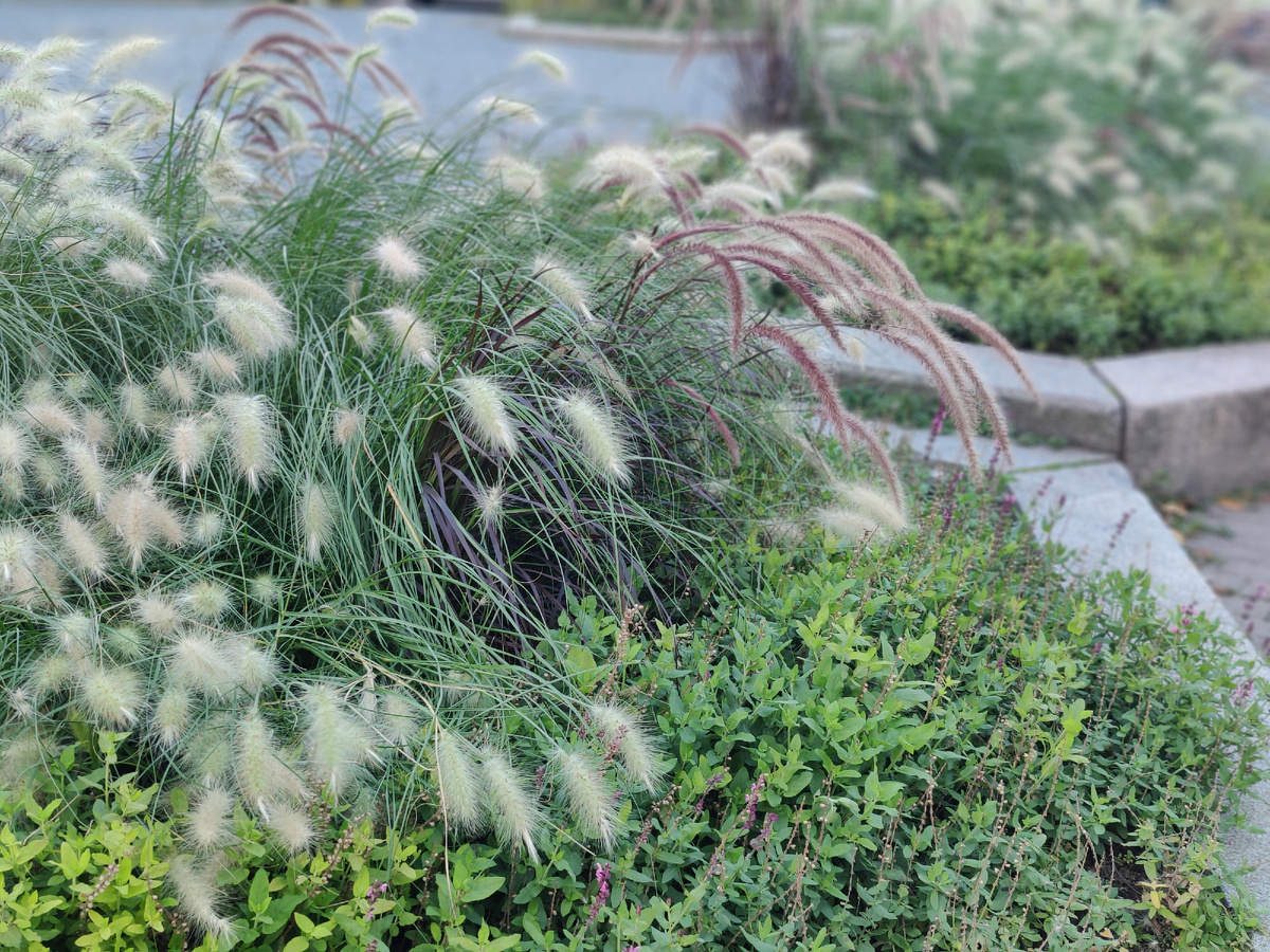 Садовый гранитный бордюр