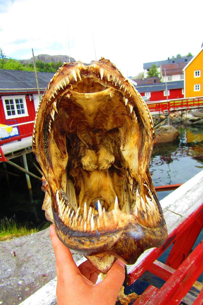 Пасть трески