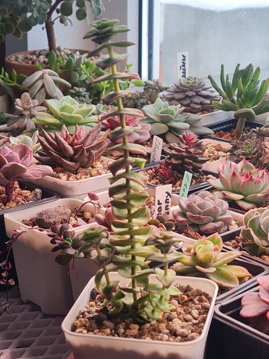 Жираф! Даже под лампами, видно как ему не хватало света, вышло солнце и опять уплотнился. Sunny kid | Succulent