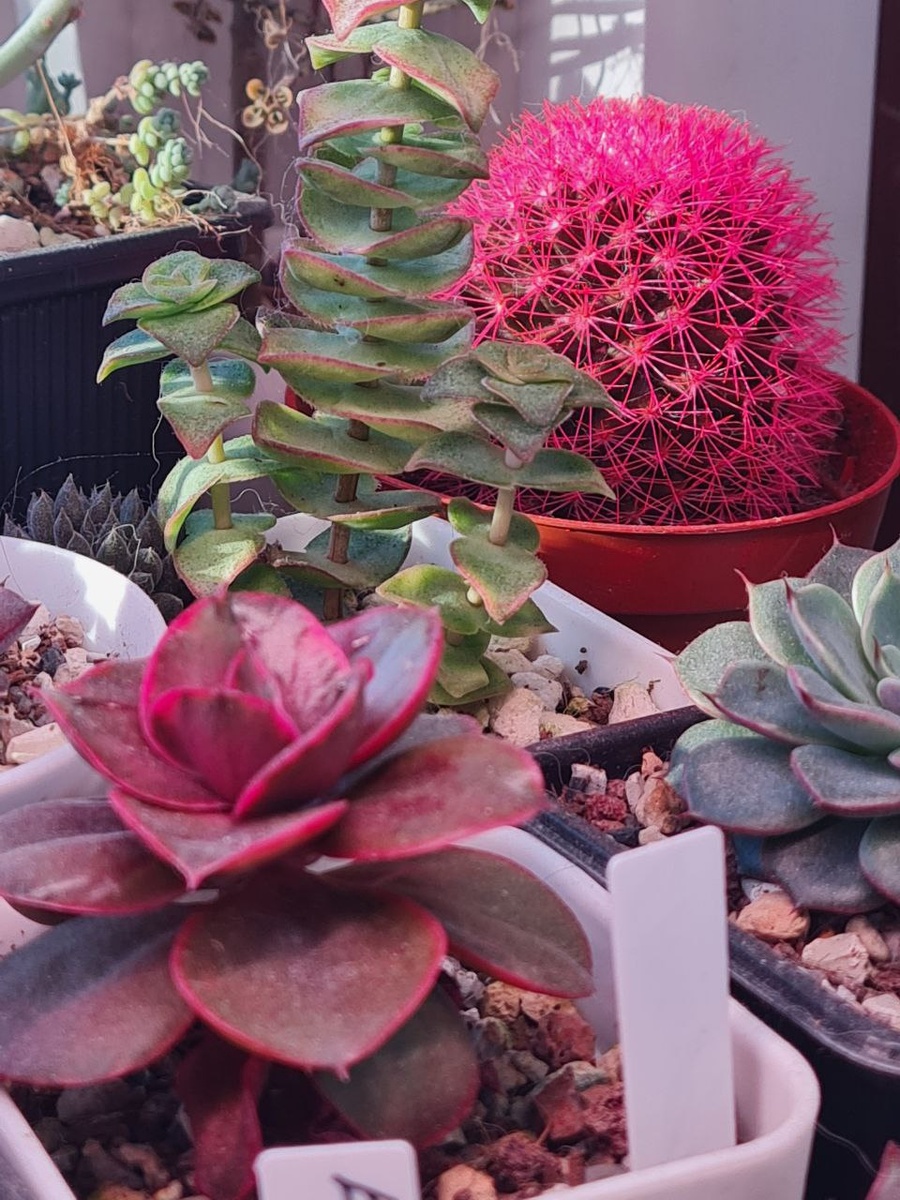 Потягушки. Sunny kid | Succulent