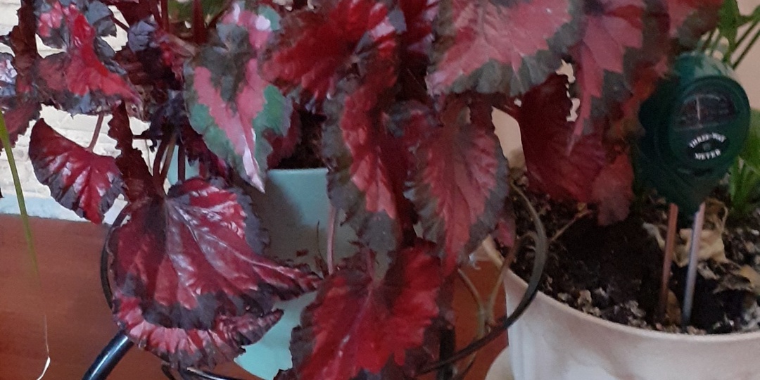 ЦВЕТОК ДЛЯ САДА С НЕПОВТОРИМЫМИ ЛИСТЬЯМИ.