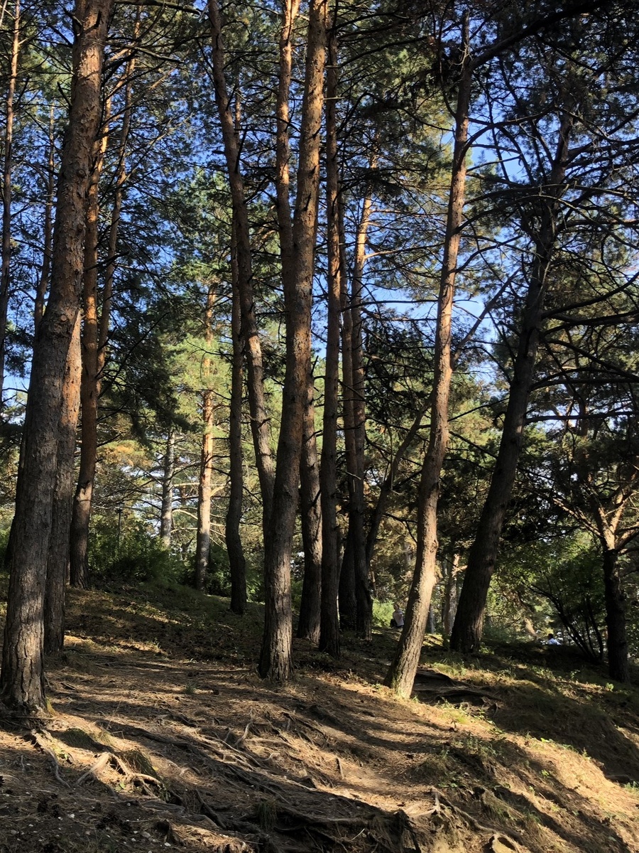 Сосновый бор с полутенью в подлеске