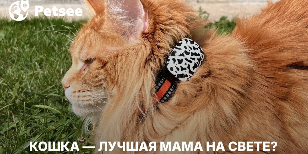 Слушай сюда, малой! Чему нам стоит поучиться у мам-кошек?