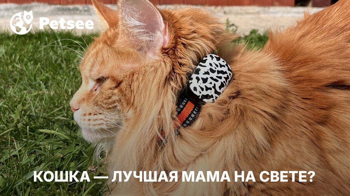 Слушай сюда, малой! Чему нам стоит поучиться у мам-кошек?