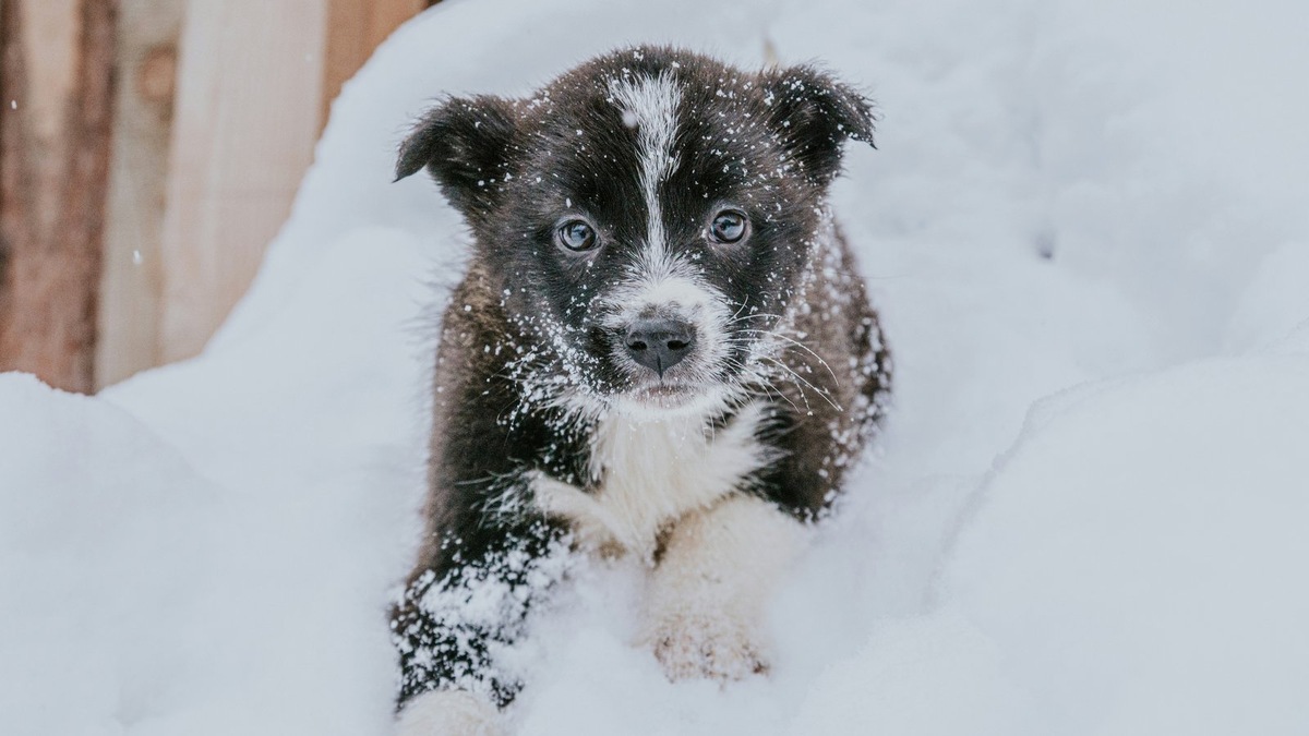    Фото несет иллюстративный характер