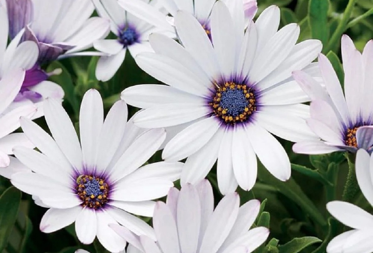 Остеоспермум или «африканские ромашки» | Фото из открытых источников