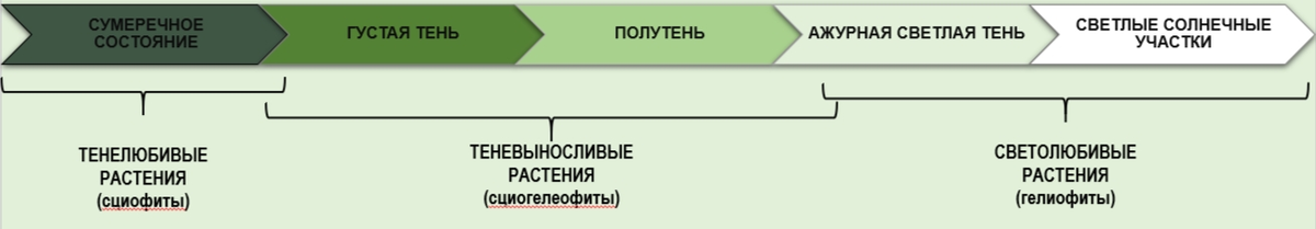 Растения по типам приспособленности к освещению и места их обитания