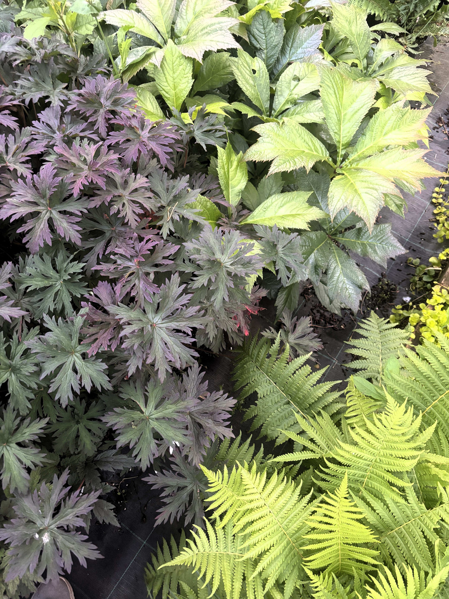 Герань Дарк Рейтер, Роджерсия подофиловая Браунлаб и Страусник обыкновенный