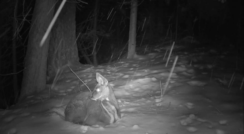    Зимний отдых кабарги в Алтайском заповеднике. Источник: Скриншот с видео / Роман и Татьяна Воробьевы