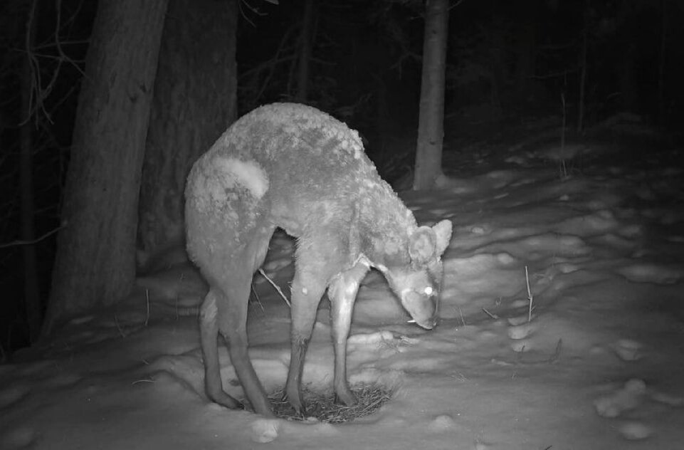    Зимний отдых кабарги в Алтайском заповеднике. Источник: Скриншот с видео / Роман и Татьяна Воробьевы