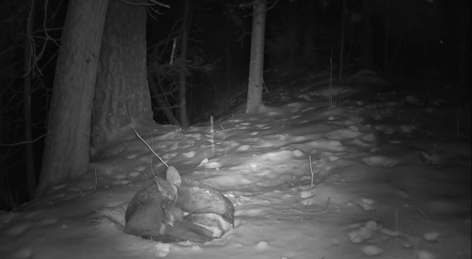   Зимний отдых кабарги в Алтайском заповеднике. Источник: Скриншот с видео / Роман и Татьяна Воробьевы