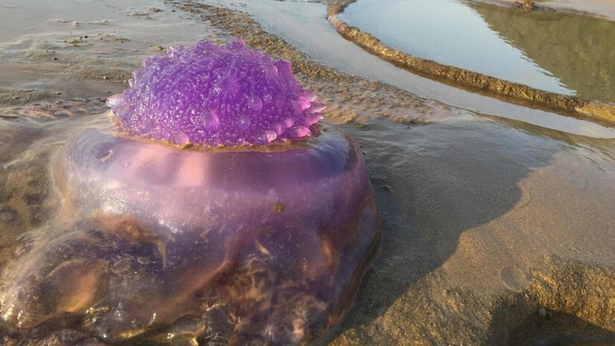 Медузы — удивительные создания, обитающие в океанах и морях всего мира