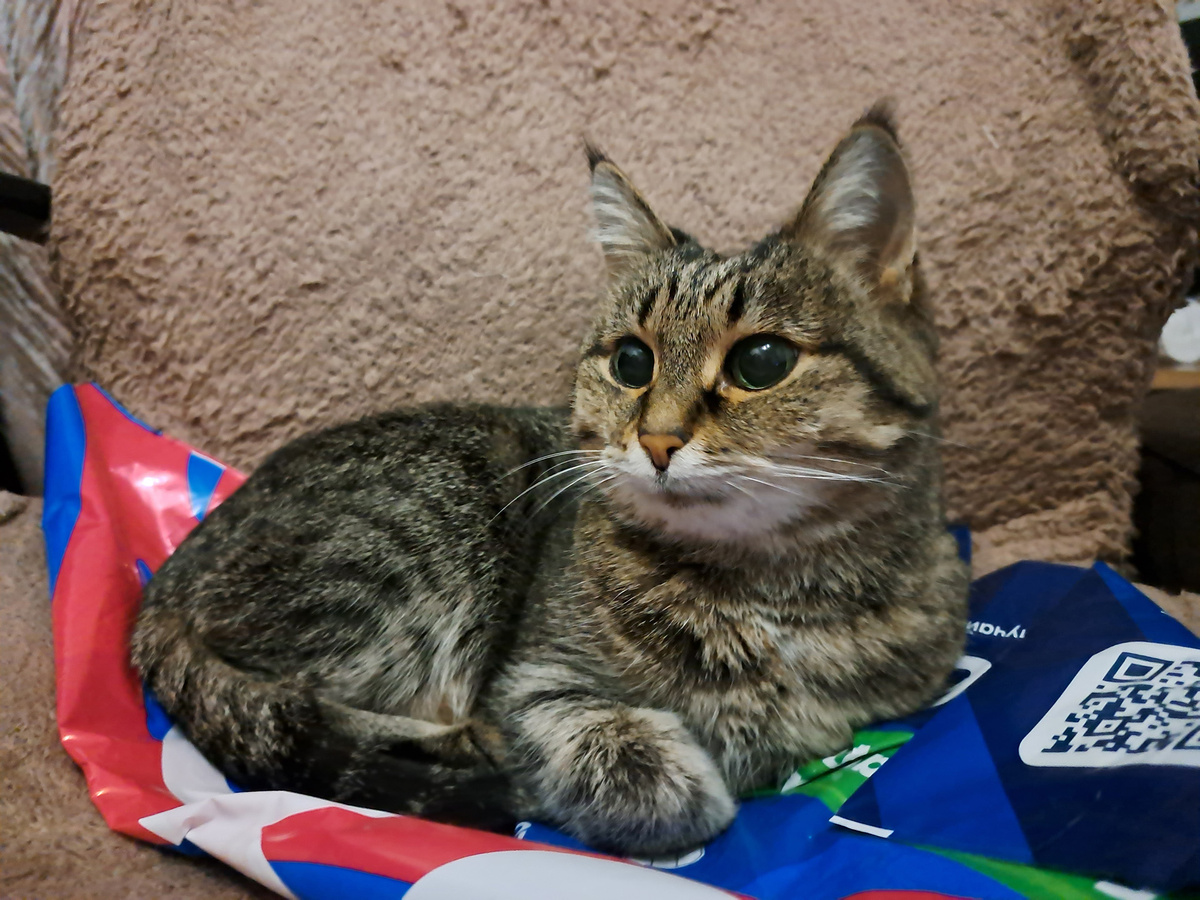 Жители новосибирской многоэтажки подали в суд, чтобы выселить пушистых жильцов из захламленной квартиры.  Фото: Фото: ФедералПресс / Вера Романескул