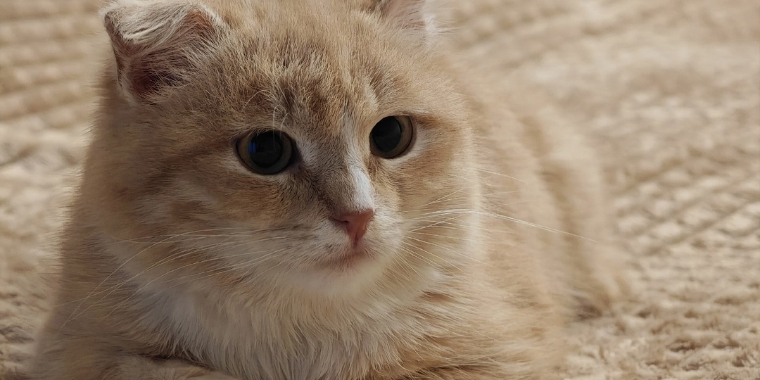 «Если хочешь быть здоровым, ешь один и в темноте» (с). Счастливая история спасения котят