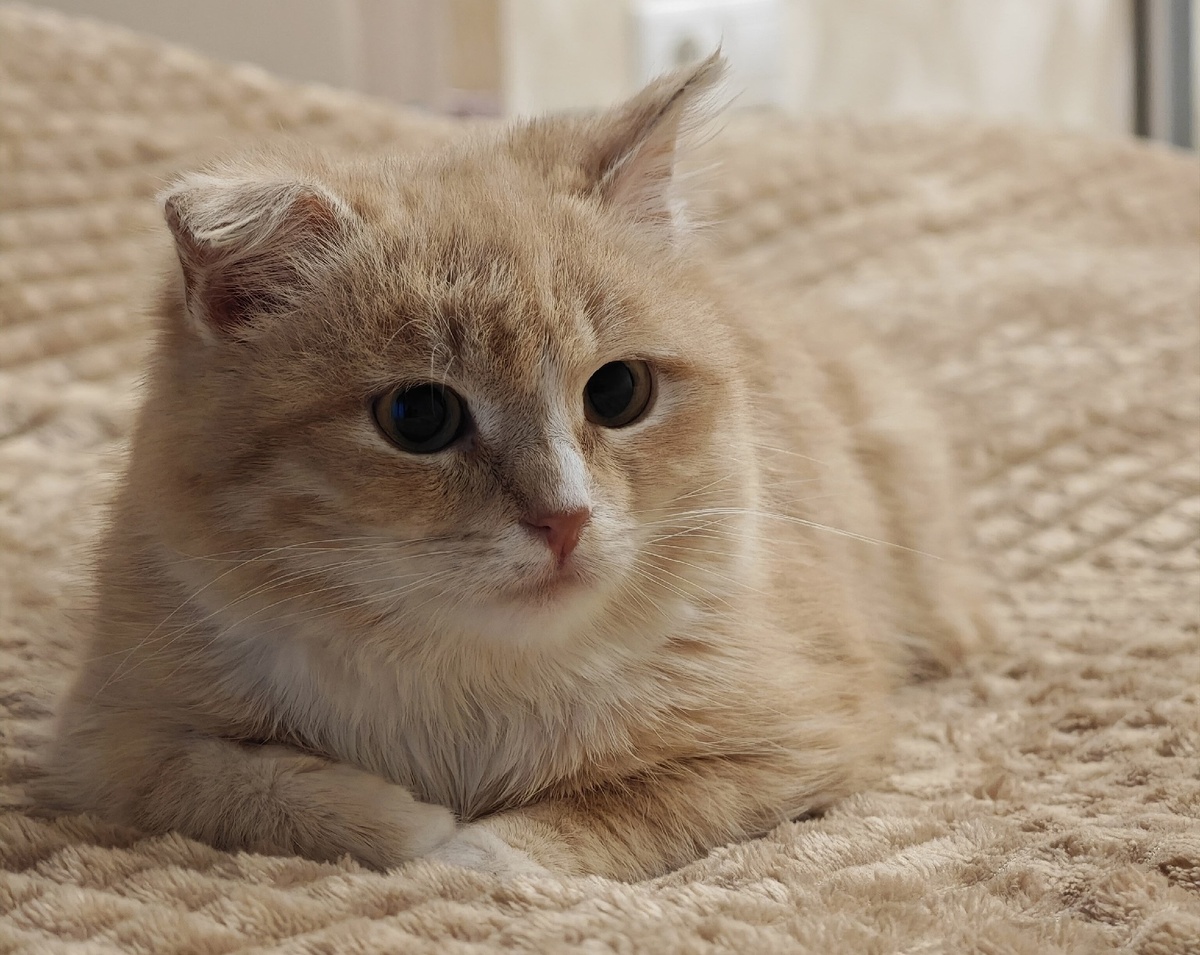 Тимошка. Еще неделю назад жил на улице. 