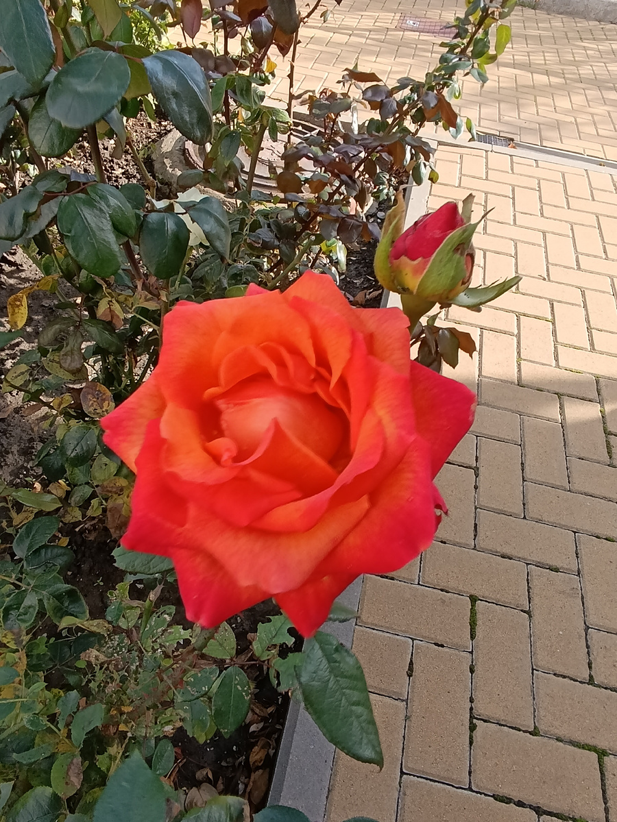 Цветы Новороссийск.