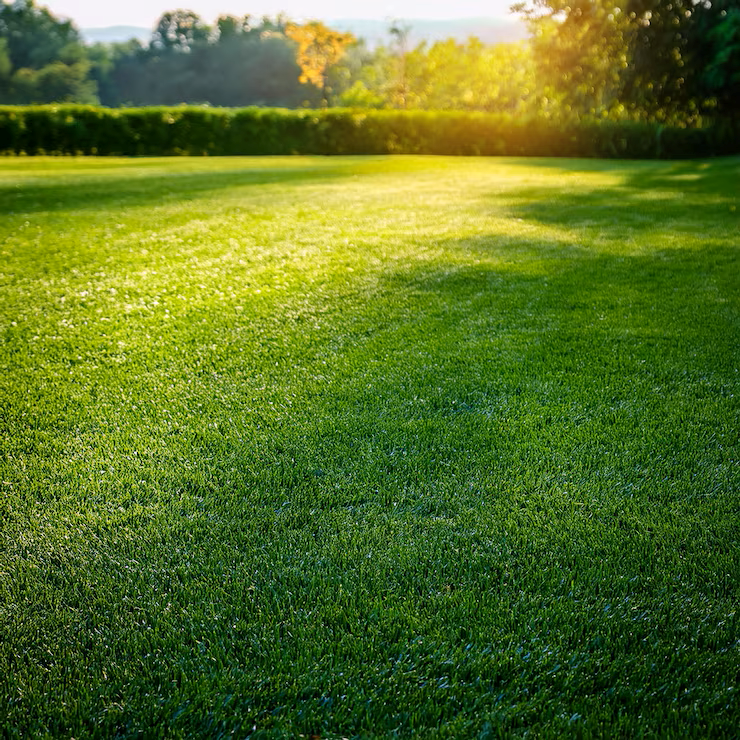 Партерный газон на хорошо освещенном учатске 