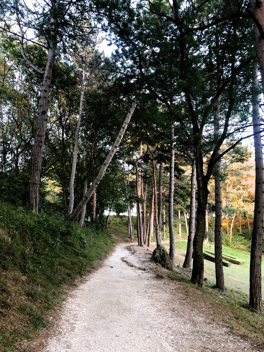 Наиболее частый результат посева газона в тени