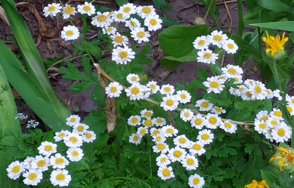  Пиретрум девичий