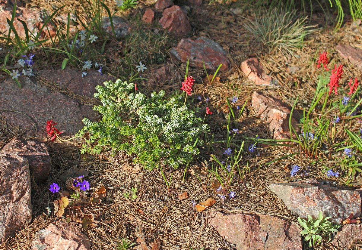 Наш сад в апреле. Цвет хохлаток - реально такой красный, это сеянец Елены Дориной "Алые паруса"