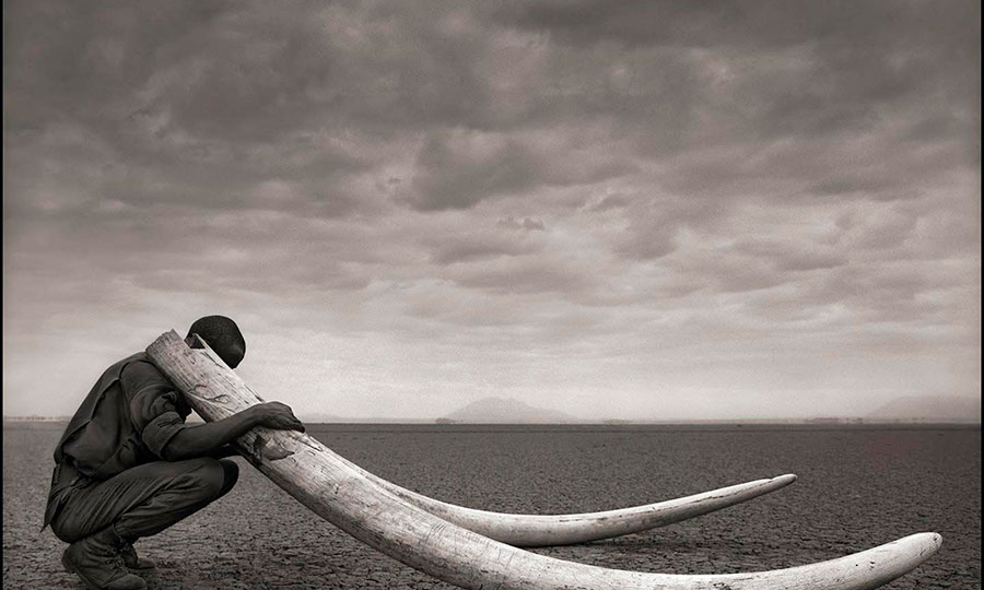 Самые пронзительные портреты дикой природы Ника Брандта | Подборка для вдохновения.