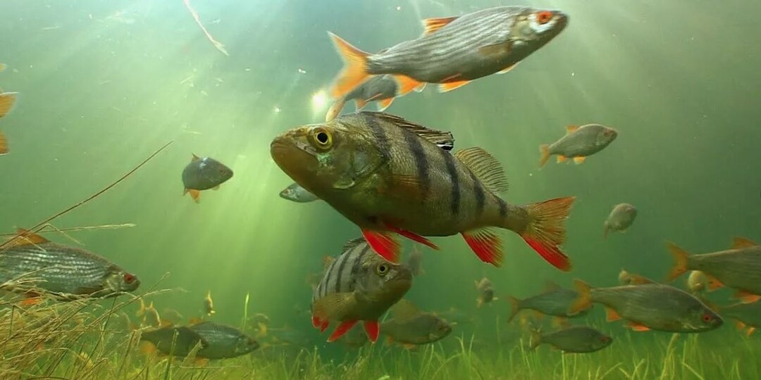 Бионические мормышки: Маркетинговый ход или прорыв в имитации личинок