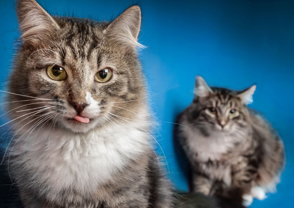 Работа Демида Никитина