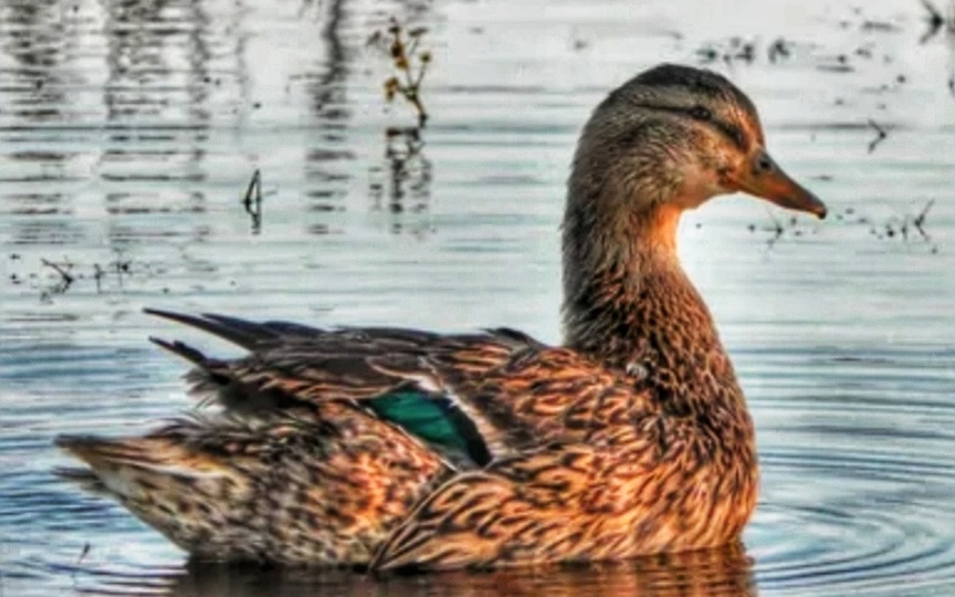 «Весенний рассвет: Искусство охоты с подсадной в наши дни»