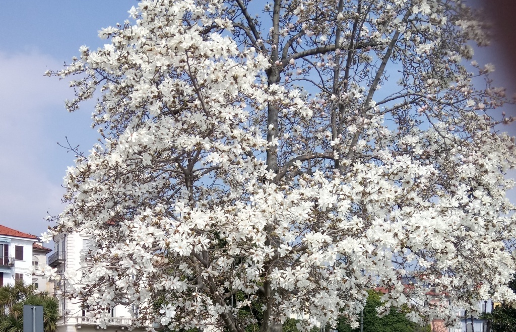  Магнолия звездчатая в Италии