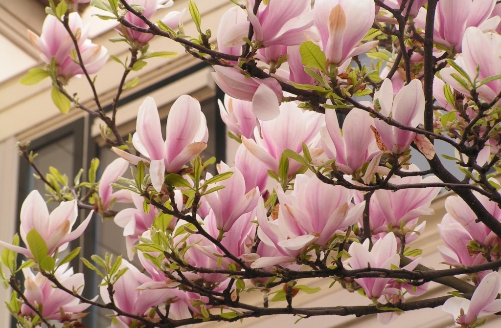  Магнолия Суланжа