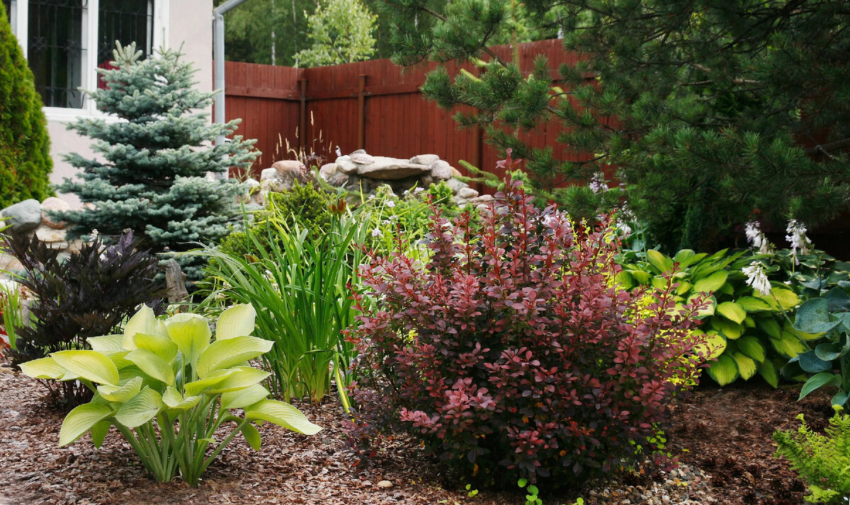 Хвойные + яркие кустарники = структура сада на весь год, без стрижки каждые выходные