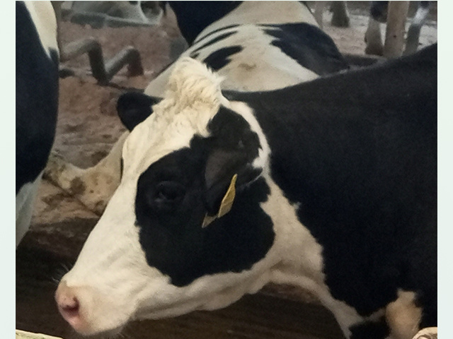 Борьба с лейкозом: более 20 предостережений получили тверские владельцы КРС