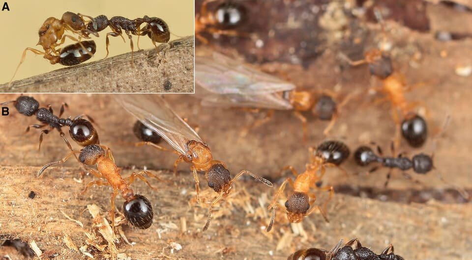   Keiko Hamaguchi et al. / Current Biology, 2026